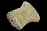 Fossil Pliosaur (Pliosaurus) Flipper Digit - England #136734-3